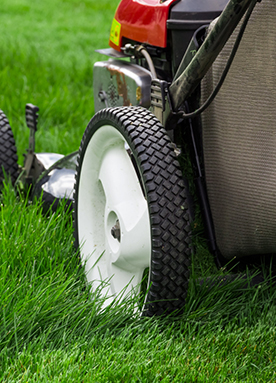 LJT Algarve Gardening